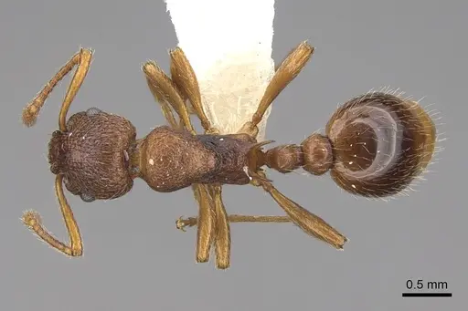 Myrmica wheeleri specimen CASENT0922767 image casent0922767_1