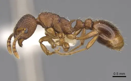 Myrmica wheeleri specimen CASENT0922767 image casent0922767_3