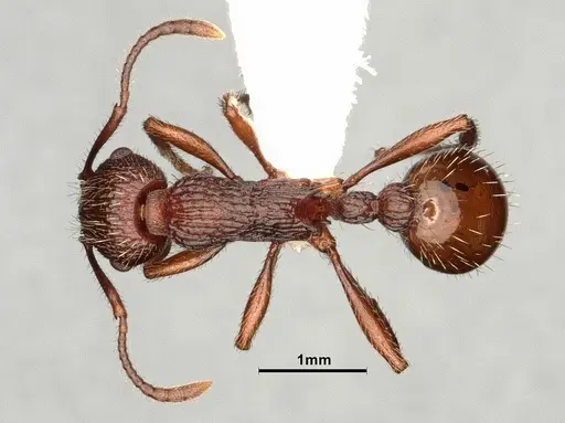 Myrmica wheelerorum specimen CASENT0884309 image casent0884309_1