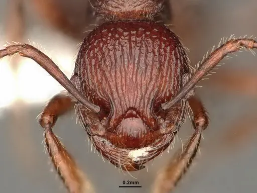 Myrmica wheelerorum specimen CASENT0884309 image casent0884309_2