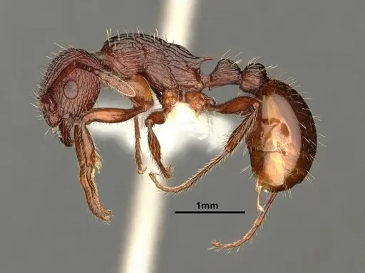 Myrmica wheelerorum specimen CASENT0884309 image casent0884309_3