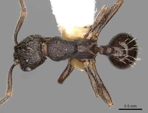 Myrmica williamsi specimen CASENT0900335 image casent0900335_1