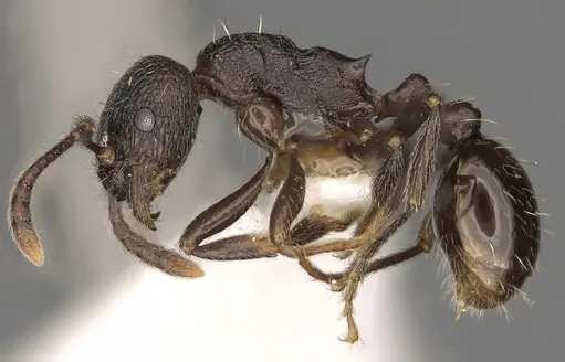 Myrmica williamsi specimen CASENT0900335 image casent0900335_3