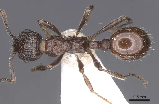 Myrmica wittmeri specimen CASENT0913088 image casent0913088_1
