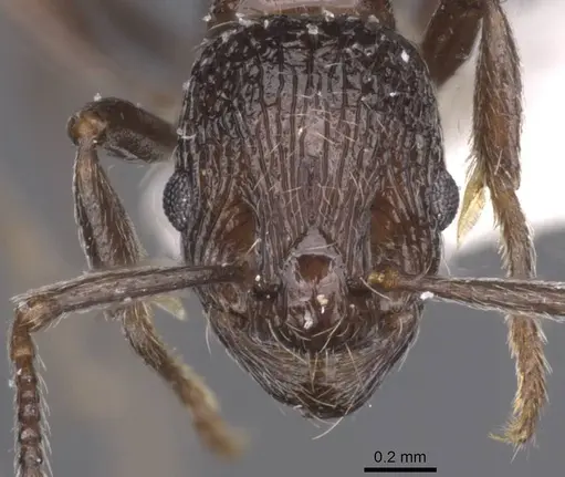 Myrmica wittmeri specimen CASENT0913088 image casent0913088_2