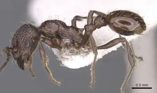 Myrmica wittmeri specimen CASENT0913088 image casent0913088_3