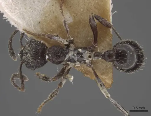 Myrmica wittmeri specimen CASENT0917497 image casent0917497_1