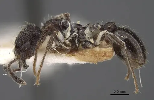 Myrmica wittmeri specimen CASENT0917497 image casent0917497_4