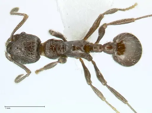 Myrmica wittmeri specimen FOCOL1827 image focol1827_1