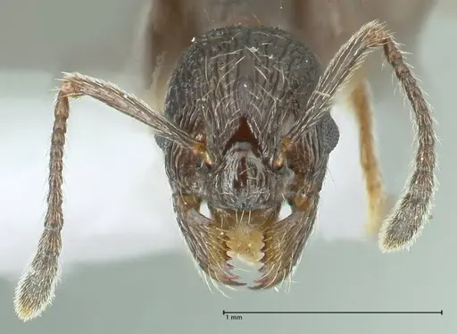 Myrmica wittmeri specimen FOCOL1827 image focol1827_2