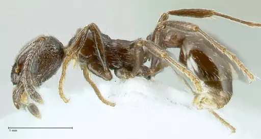 Myrmica wittmeri specimen FOCOL1827 image focol1827_3