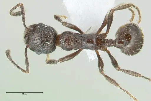 Myrmica wittmeri specimen FOCOL1828-1 image focol1828-1_1