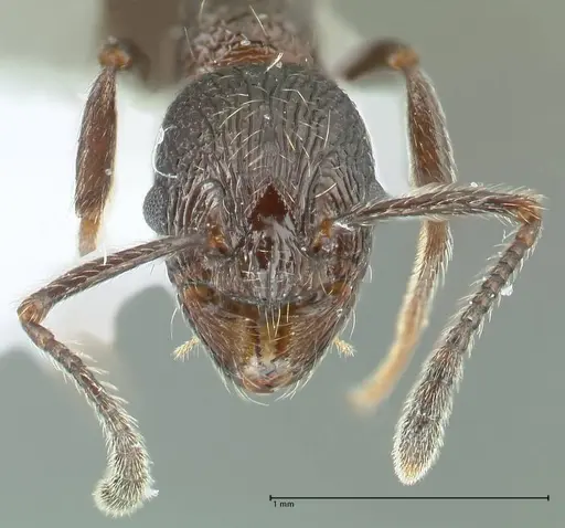 Myrmica wittmeri specimen FOCOL1828-1 image focol1828-1_2