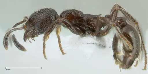 Myrmica wittmeri specimen FOCOL1828-1 image focol1828-1_3