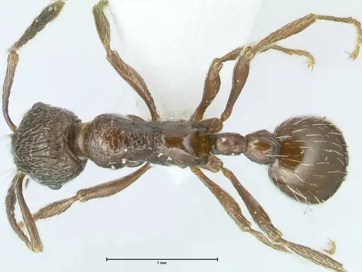 Myrmica wittmeri specimen FOCOL1828-2 image focol1828-2_1