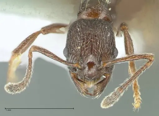 Myrmica wittmeri specimen FOCOL1828-2 image focol1828-2_2