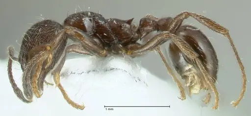 Myrmica wittmeri specimen FOCOL1828-2 image focol1828-2_3