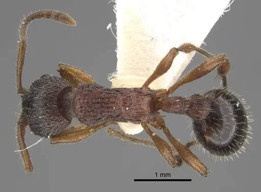 Myrmica xavieri specimen CASENT0917523 image casent0917523_1