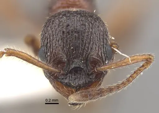Myrmica xavieri specimen CASENT0917523 image casent0917523_2