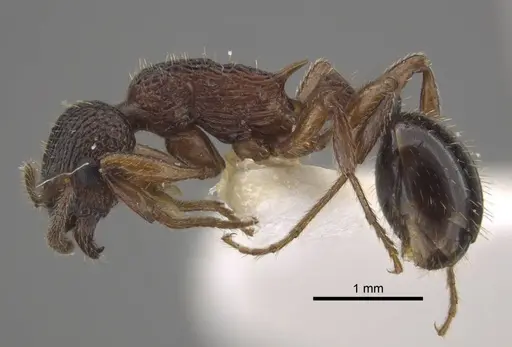 Myrmica xavieri specimen CASENT0917523 image casent0917523_4