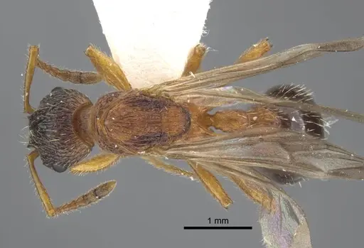 Myrmica xavieri specimen CASENT0917524 image casent0917524_1