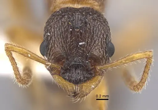 Myrmica xavieri specimen CASENT0917524 image casent0917524_2