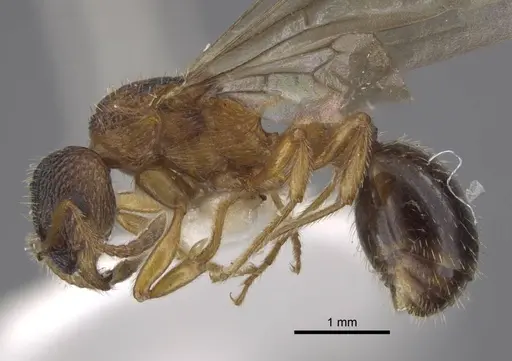 Myrmica xavieri specimen CASENT0917524 image casent0917524_4