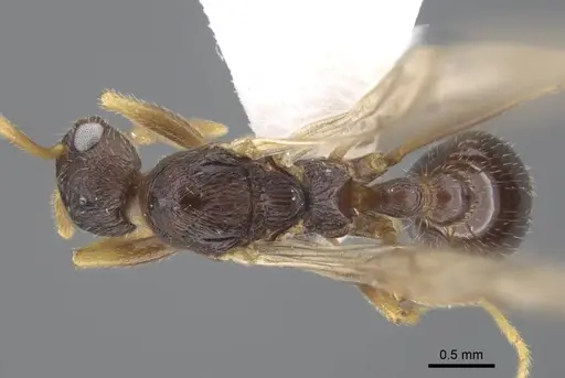 Myrmica xavieri specimen CASENT0917525 image casent0917525_1