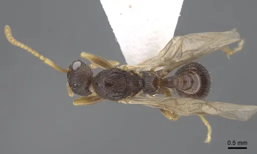 Myrmica xavieri specimen CASENT0917525 image casent0917525_2