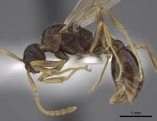 Myrmica xavieri specimen CASENT0917525 image casent0917525_5