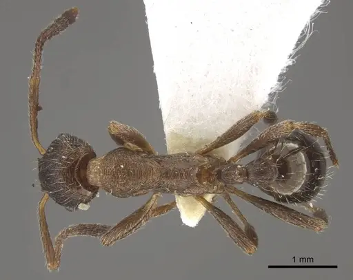 Myrmica yunnanensis specimen CASENT0917715 image casent0917715_1