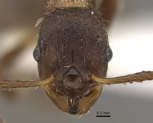 Myrmica yunnanensis specimen CASENT0917715 image casent0917715_2