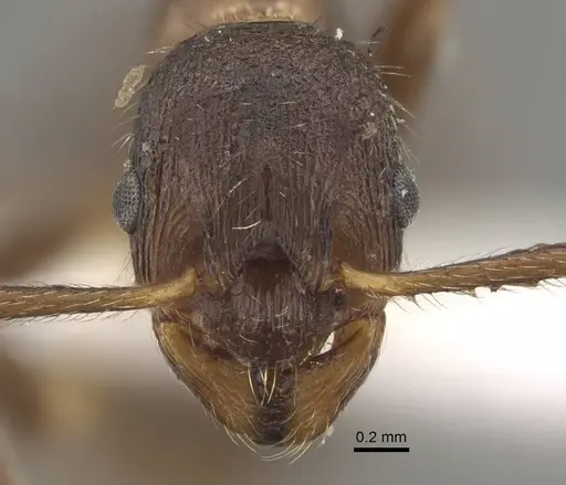 Myrmica yunnanensis specimen CASENT0917715 image casent0917715_3