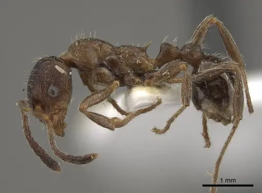 Myrmica yunnanensis specimen CASENT0917715 image casent0917715_4
