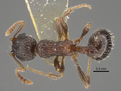 Myrmica zojae specimen CASENT0917516 image casent0917516_1