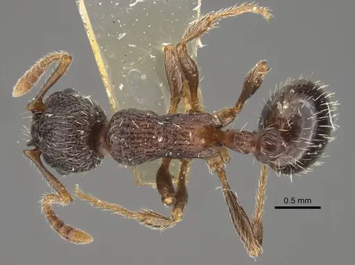 Myrmica zojae specimen CASENT0917516 image casent0917516_2