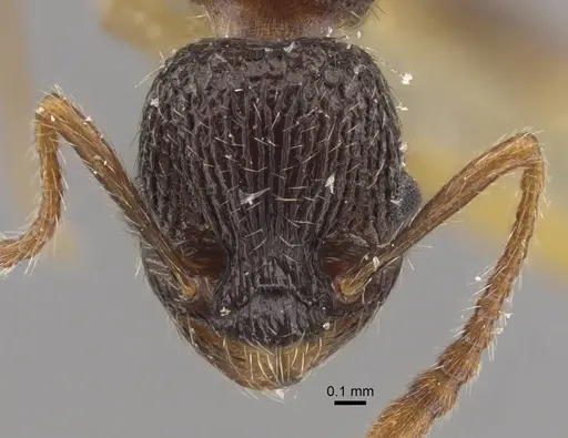 Myrmica zojae specimen CASENT0917516 image casent0917516_3
