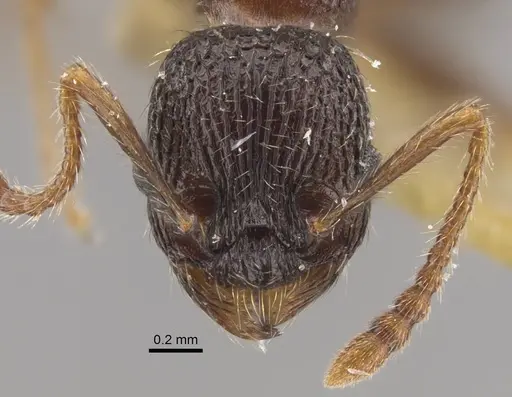 Myrmica zojae specimen CASENT0917516 image casent0917516_4
