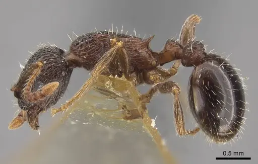 Myrmica zojae specimen CASENT0917516 image casent0917516_5