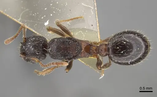 Myrmica zojae specimen CASENT0917517 image casent0917517_1