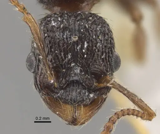 Myrmica zojae specimen CASENT0917517 image casent0917517_2