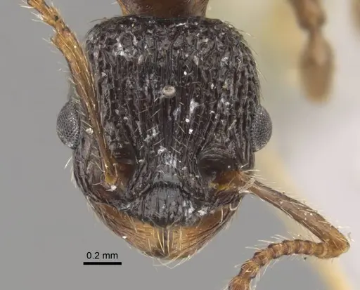 Myrmica zojae specimen CASENT0917517 image casent0917517_3