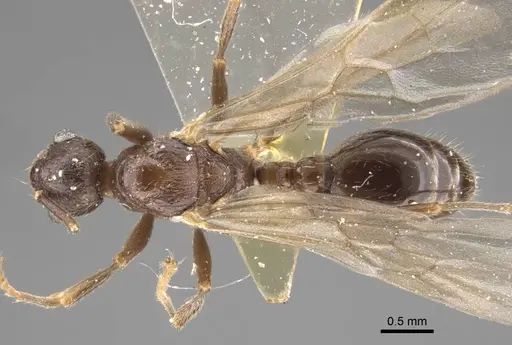 Myrmica zojae specimen CASENT0917518 image casent0917518_1