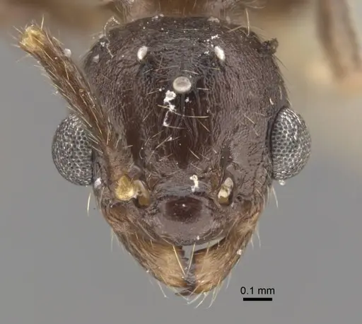 Myrmica zojae specimen CASENT0917518 image casent0917518_2
