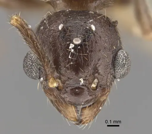 Myrmica zojae specimen CASENT0917518 image casent0917518_3