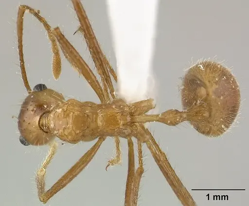 Myrmicaria adpressipilosa specimen CASENT0179017 image casent0179017_1