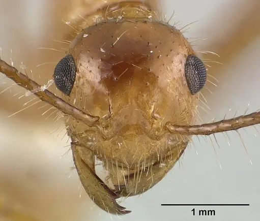 Myrmicaria adpressipilosa specimen CASENT0179017 image casent0179017_2