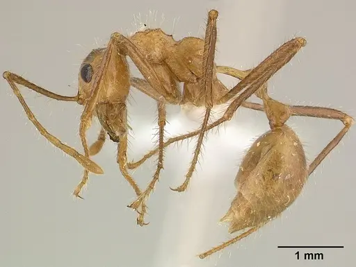 Myrmicaria adpressipilosa specimen CASENT0179017 image casent0179017_3