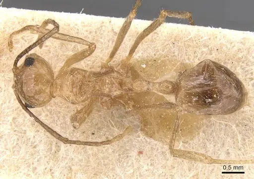 Myrmicaria adpressipilosa specimen CASENT0913032 image casent0913032_1