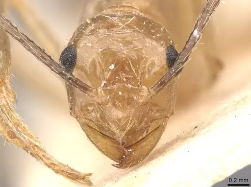 Myrmicaria adpressipilosa specimen CASENT0913032 image casent0913032_2
